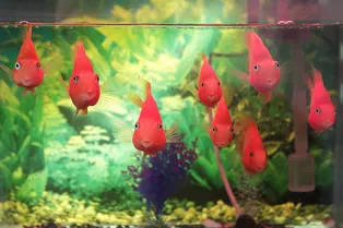 Как выбрать безопасное место для аквариума