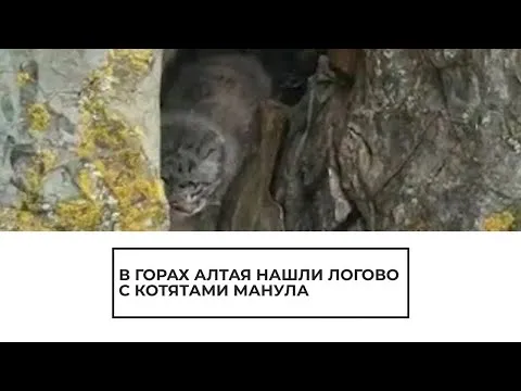 Нажми и смотри