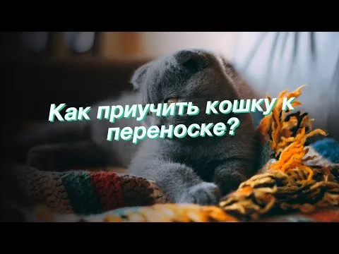 Нажми и смотри