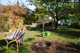 Почему нельзя заглублять корневую шейку растений? Проверьте свои посадки прямо сейчас Почему нельзя заглублять корневую шейку растений? Проверьте свои посадки прямо сейчас