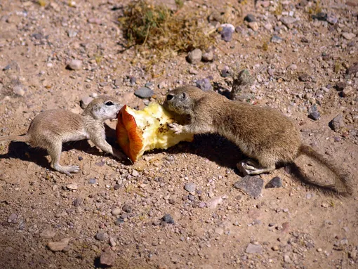 Почему нельзя выбрасывать огрызки яблок из окна автомобиля