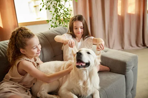 Золотистый ретривер Золотистый ретривер