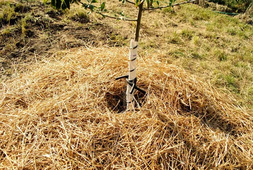 Мульчирование и рыхление грунта под грушей Мульчирование и рыхление грунта под грушей