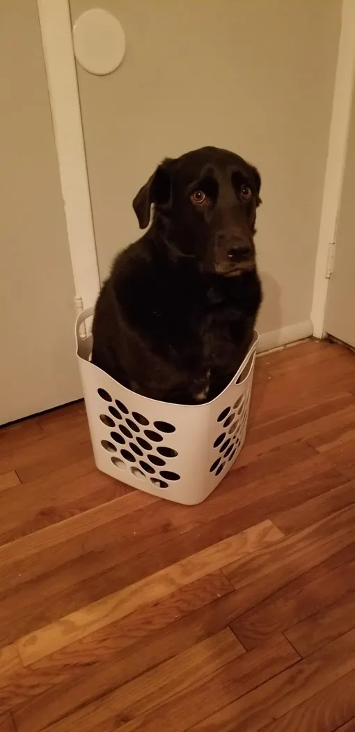 собака воспитанная кошками собака воспитанная кошками