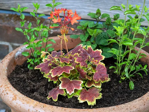 4 растения для весенней посадки в контейнеры — гейхера 4 растения для весенней посадки в контейнеры — гейхера
