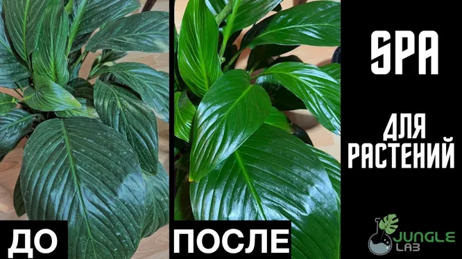 Нажми и смотри