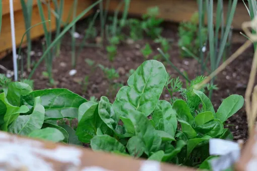 Чтобы разбить грядки, понадобится бумага и опавшая листва