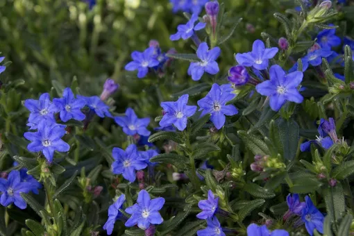 Литодора раскидистая Литодора раскидистая