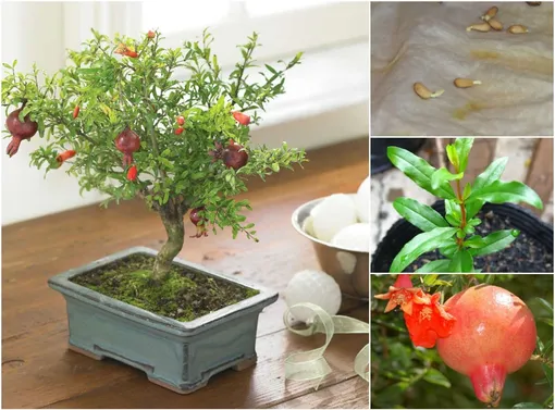 Гранат: мини-деревце с алыми цветами