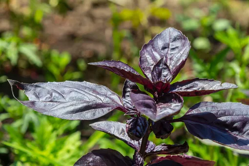 Фиолетовый базилик Фиолетовый базилик