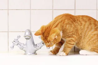 Вот злодейка! Кошка решила поиграть в ванной и устроила в доме потоп