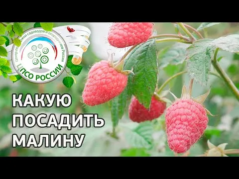 Нажми и смотри