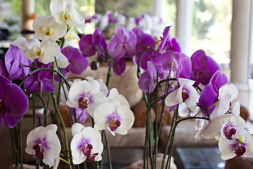 Приправа к совершенству: один раз в месяц я подкармливаю свои орхидеи этой специей и мои подоконники утопают в цветах