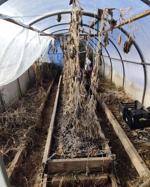 Как удалить растительные остатки без риска для будущих урожаев Как удалить растительные остатки без риска для будущих урожаев