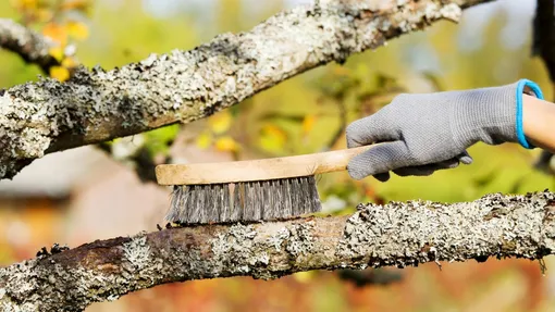 Как удалить мох со ствола дерева — 2 щадящих метода