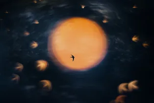 Золотая стая и крохотный ленивец: названы лучшие фотографии природы 2025 года