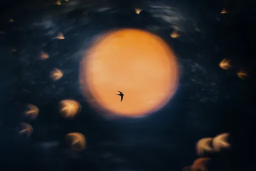 Золотая стая и крохотный ленивец: названы лучшие фотографии природы 2025 года