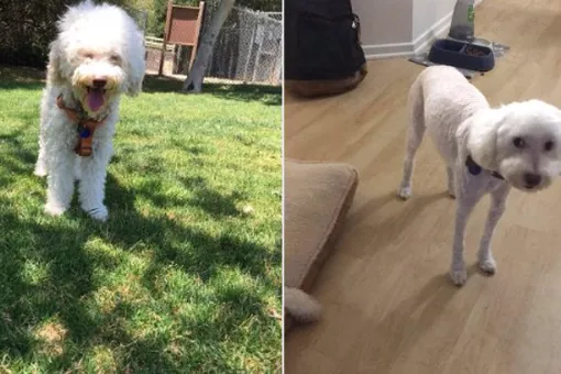 11 изуродованных собак, или почему на самом деле не надо стричь собаку 11 изуродованных собак, или почему на самом деле не надо стричь собаку