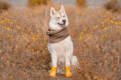 «Капсульный гардероб» для собаки: что это такое и как сэкономит деньги?