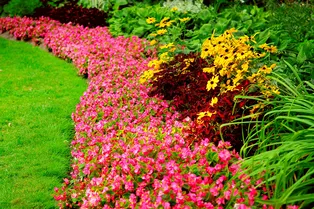 Лучшие многолетние бордюрные растения для клумб и дорожек