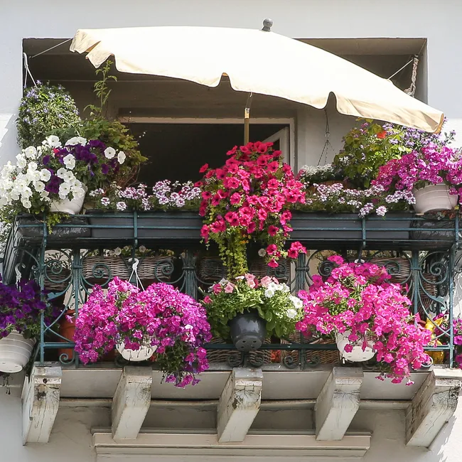 Роскошные цветы и зелень для балкона: 5 хитов и полезные лайфхаки от эксперта