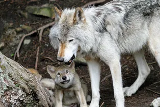 Мальчик, выращенный волками – настоящая история Маугли Мальчик, выращенный волками – настоящая история Маугли