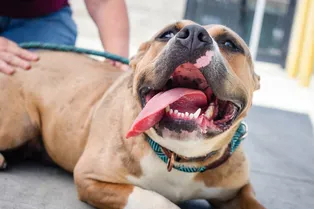 «Привет, я твой новый друг»: если вы не любили питбулей, теперь вы их полюбите «Привет, я твой новый друг»: если вы не любили питбулей, теперь вы их полюбите