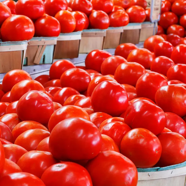 «Никогда не подводят»: опытная дачница назвала 10 сортов томатов, который дают самый большой урожай