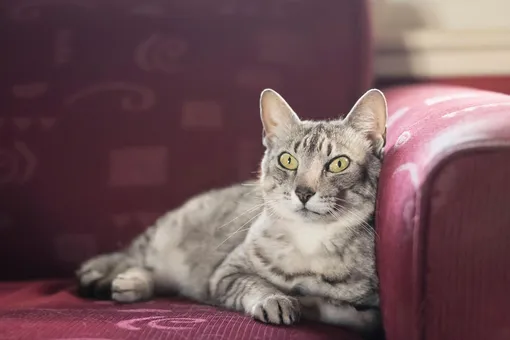 египетский мау фото