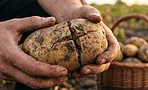 Картофель треснул в земле: это не болезнь. Хранить или выбрасывать? Картофель треснул в земле: это не болезнь. Хранить или выбрасывать?