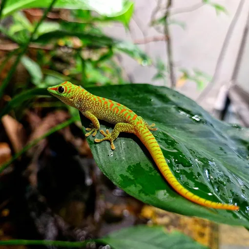 Питомцы Литовского зоопарка