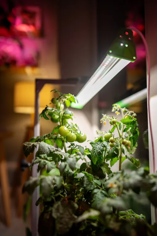 Освещение – ключ к успеху в зимнем выращивании томатов дома Освещение – ключ к успеху в зимнем выращивании томатов дома