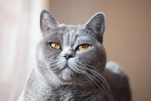 британская кошка британская кошка