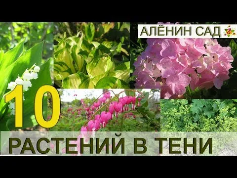 Нажми и смотри