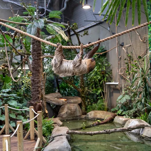 Питомцы Литовского зоопарка