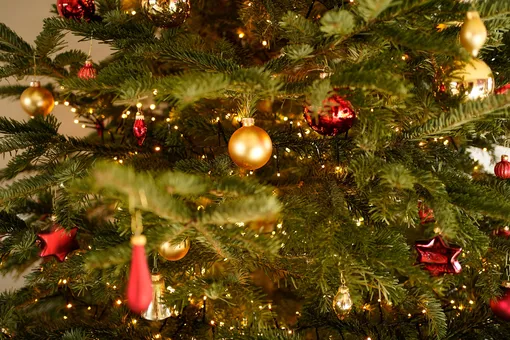 Ёлка, школьные завтраки – 8 вещей, которые дети из бедных семей считали роскошью Ёлка, школьные завтраки – 8 вещей, которые дети из бедных семей считали роскошью