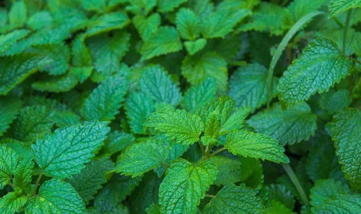 мелисса мелисса