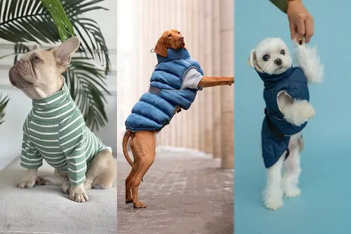 В чем гуляет ваша собака? 20 вариантов теплой и трендовой одежды для любимых питомцев