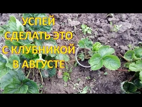 Нажми и смотри