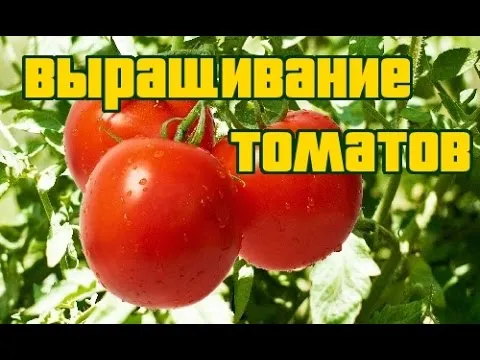 Нажми и смотри