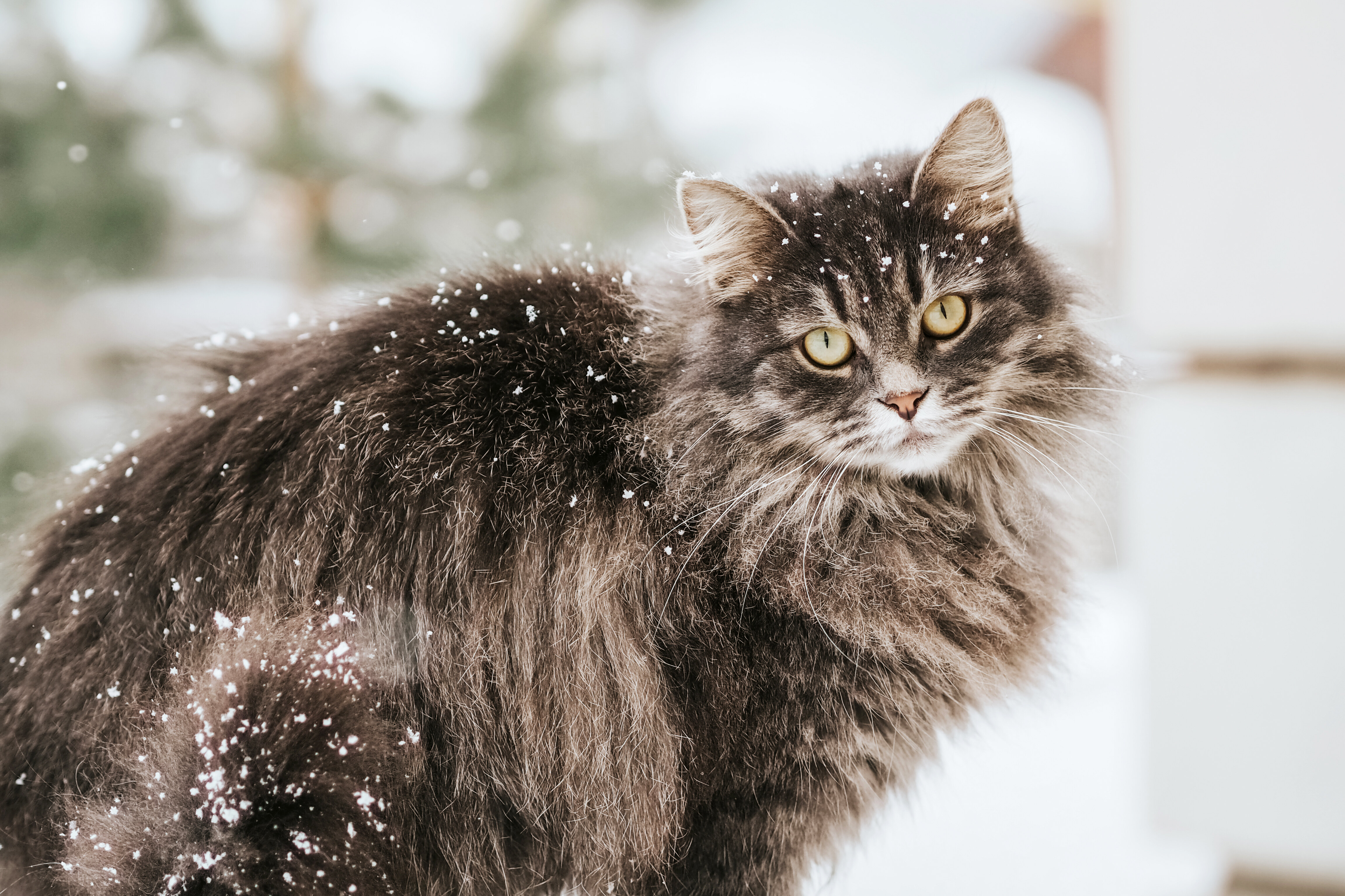 В такой шубе мороз не страшен: 10 лучших пород кошек для холодного климата