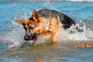 Собака 11 часов плыла к берегу, чтобы вызвать помощь к тонущему хозяину