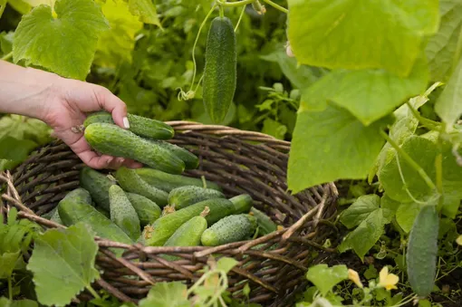 Как вырастить большой урожай огурцов