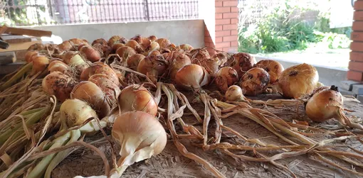 Советы по сушке лука Советы по сушке лука