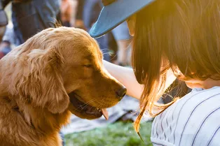 Вот что делает любовь: фото бездомных собак до и после их спасения Вот что делает любовь: фото бездомных собак до и после их спасения