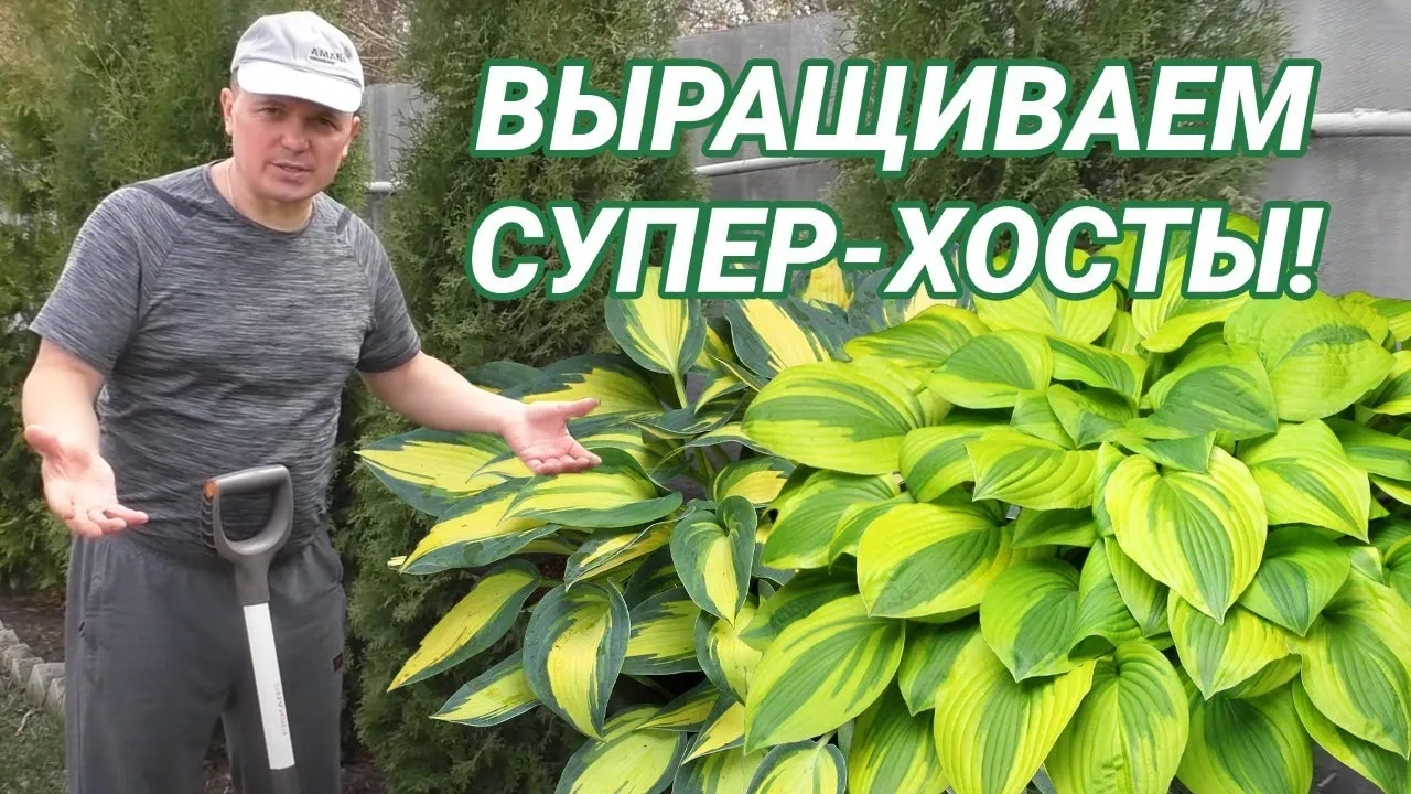 Нажми и смотри