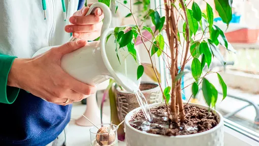 Чрезмерный полив Чрезмерный полив