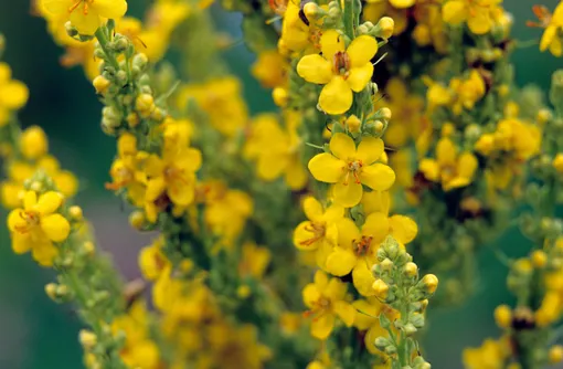 Коровяк обыкновенный