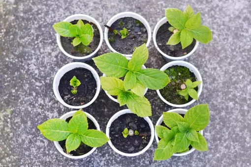 Как ухаживать за укоренёнными черенками гортензии Как ухаживать за укоренёнными черенками гортензии