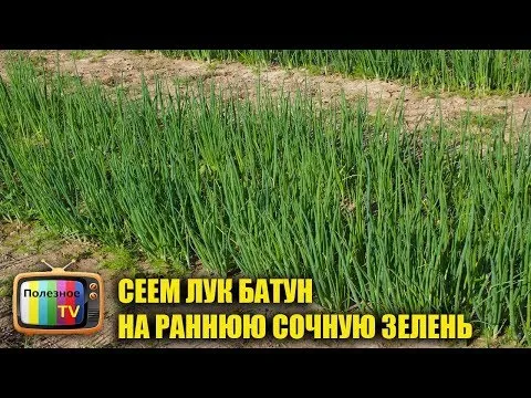 Нажми и смотри